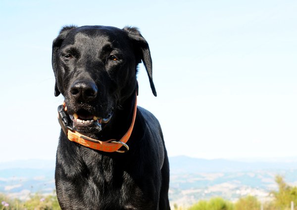 Hundehalsband DOTS ORANGE-BEIGE large, Hundehalsbänder, Luxus mit Messing, große Hunde