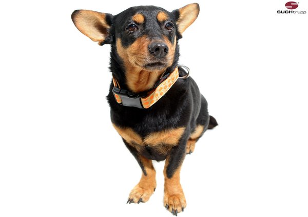 Hundehalsband DOTS BEIGE-ORANGE large, Hundehalsbänder, Luxus mit Messing.