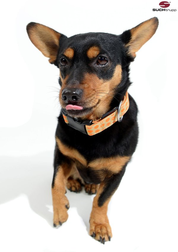Hundehalsband DOTS BEIGE-ORANGE large, Hundehalsbänder, Luxus mit Messing.