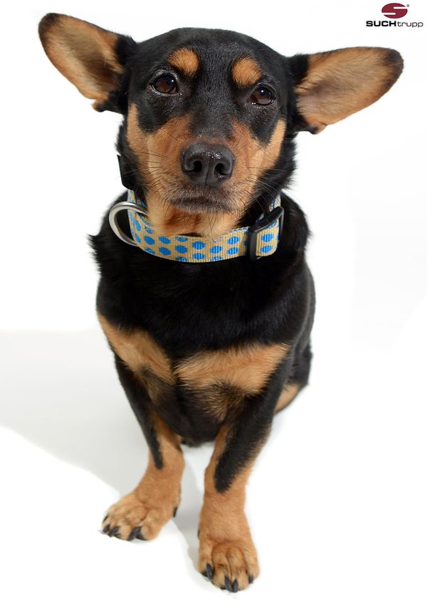 Hundehalsband DOTS BEIGE-ROYALBLUE medium, handgemachte Hundehalsbänder, beige & blau gepunktet