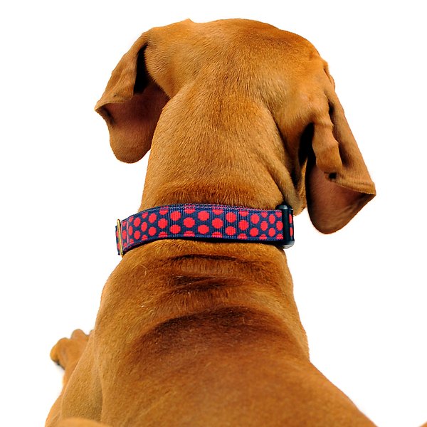 Hundehalsband DOTS DARKBLUE-RED medium, ausgefallene Hundehalsbänder rote Punkte auf dunkelblau