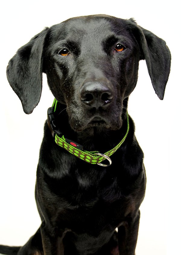 Hundehalsband DOTS BROWN-LIMEGREEN medium, edle Hundehalsbänder braun und grün mit Messing