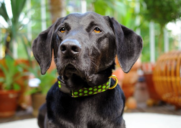 Hundehalsband DOTS BROWN-LIMEGREEN medium, edle Hundehalsbänder braun und grün mit Messing