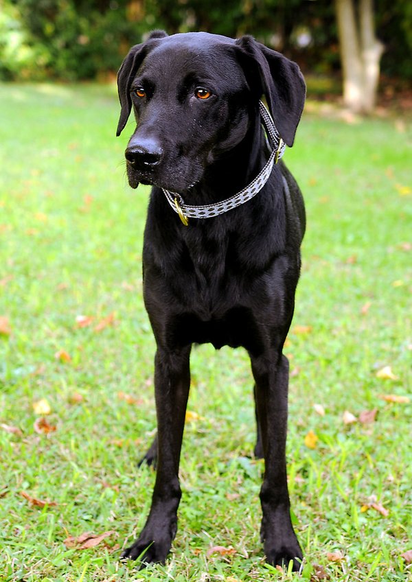 Hundehalsband DOTS GREY-BROWN  medium, hochwertige Hundehalsbänder mit Messing, grau-braun gepunktet