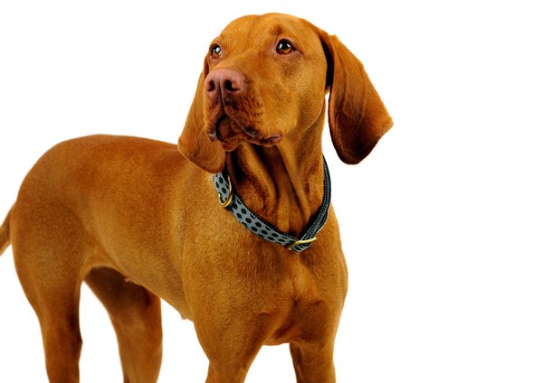 Hundehalsband DOTS GREY-BROWN  medium, edle Hundehalsbänder tolle Farbkombi grau & braun