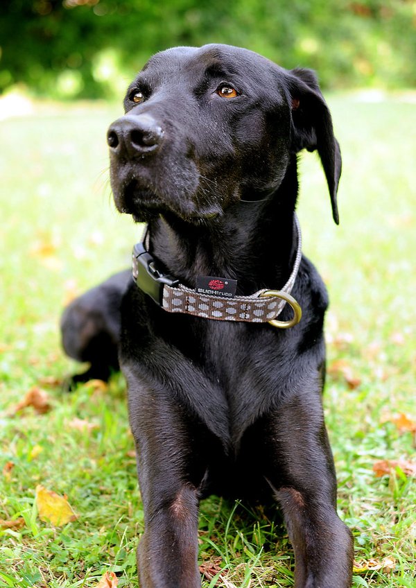 Hundehalsband DOTS BROWN-GREY medium, schöne Hundehalsbänder, braun & grau gepunktet