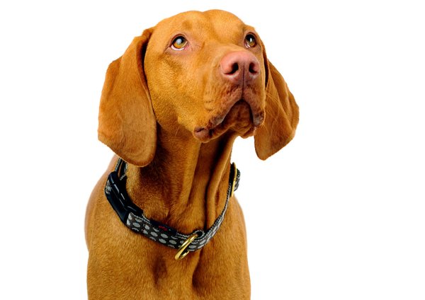 Hundehalsband DOTS BROWN-GREY medium, schöne Hundehalsbänder, braun & grau gepunktet