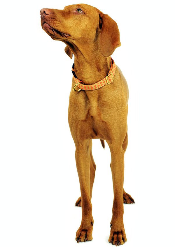 Hundehalsband DOTS BEIGE-ORANGE medium, ausgefallene Hundehalsbänder, beige mit orangenen Punkten