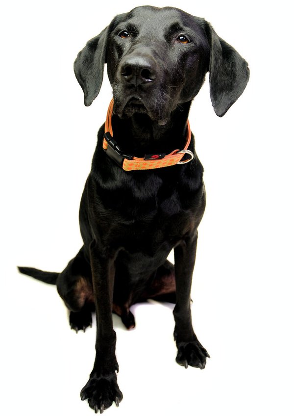 Hundehalsband DOTS BEIGE-ORANGE medium, edle Hundehalsbänder mit Messing-Details, beige & orange