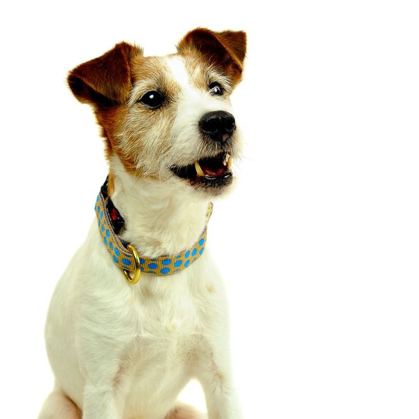 Hundehalsband DOTS BEIGE-ROYALBLUE small, außergewöhnliche Hundehalsbänder, beige-blau gepunktet.