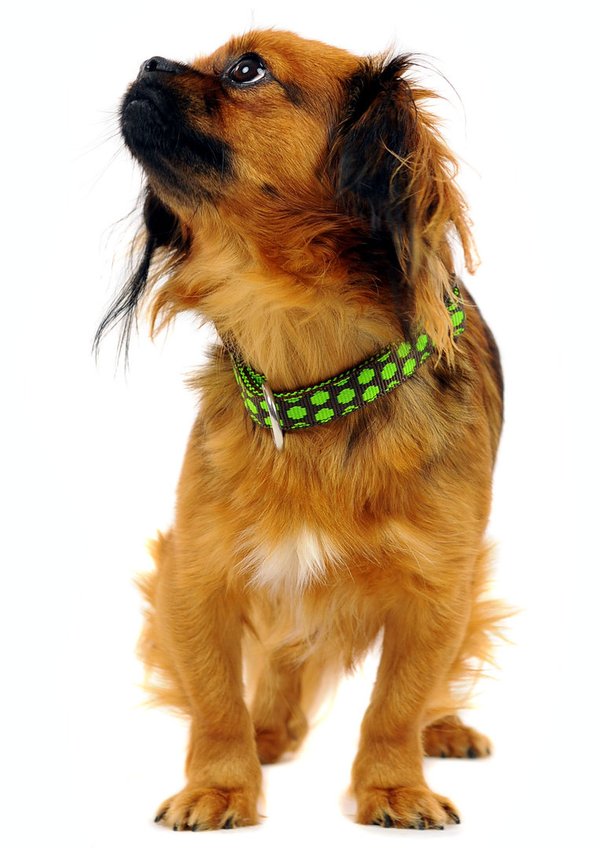 Hundehalsband DOTS BROWN-LIMEGREEN small, coole Hundehalsbänder schokobraun mit grünen Punkten