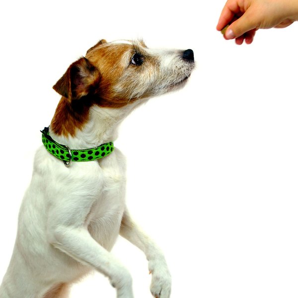 Hundehalsband DOTS LIMEGREEN-BROWN golden small, Hundehalsbänder mit Messing-Details