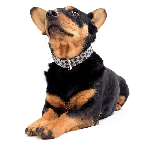 Hundehalsband DOTS GREY-BROWN small, edle & hochwertige Hundehalsbänder, grau-braun gepunktet, chic.