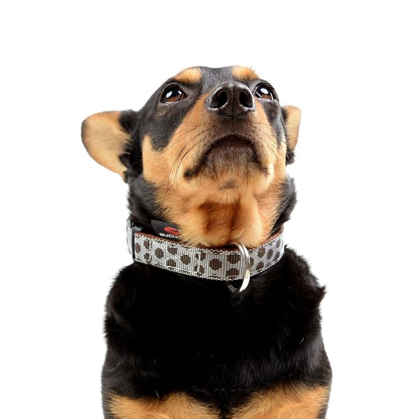 Hundehalsband DOTS GREY-BROWN small, wunderschöne Hundehalsbänder, grau-braun gepunktet
