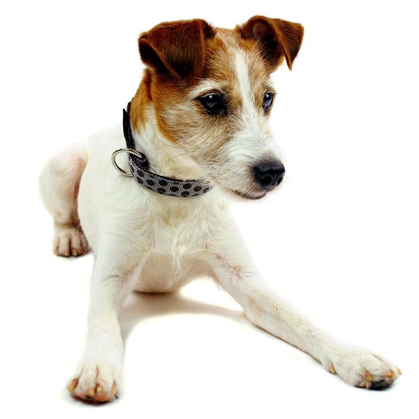 Hundehalsband DOTS GREY-BROWN small, wunderschöne Hundehalsbänder, grau-braun gepunktet