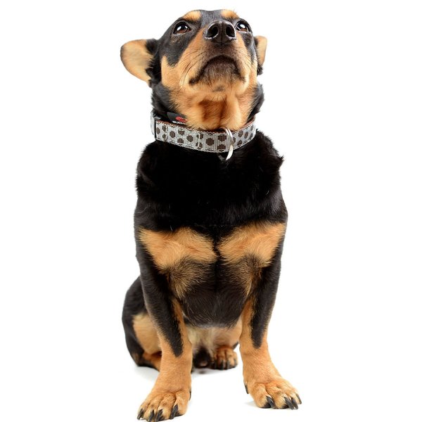 Hundehalsband DOTS GREY-BROWN small, edle & hochwertige Hundehalsbänder, grau-braun gepunktet, chic.