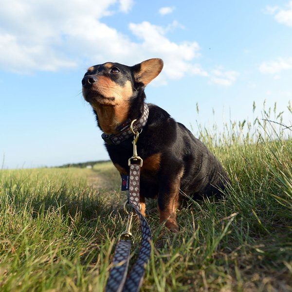 Hundehalsband DOTS BROWN-GREY small, luxuriöse Hundehalsbänder & Messing-Detail, braun-graue Punkte