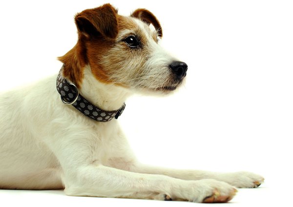 Hundehalsband DOTS BROWN-GREY small, luxuriöse Hundehalsbänder & Messing-Detail, braun-graue Punkte