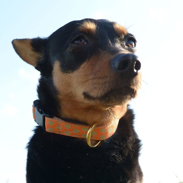 Hundehalsband DOTS ORANGE-BEIGE small, besondere Hundehalsbänder- schönes Orange mit beigen Punkten
