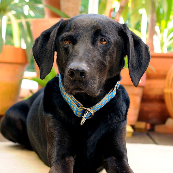 Luxus Schlupfhalsband, Zugstopp-Hundehalsbänder, DOTS ROYALBLUE-BEIGE large, mit Messing große Hunde