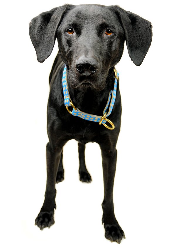 Bestes Schlupfhalsband, ausgefallenes Zugstopp-Hundehalsband, DOTS ROYALBLUE-BEIGE large, gepunktet