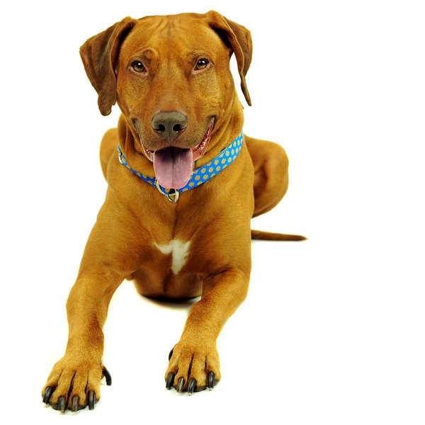 Luxus Schlupfhalsband, Zugstopp-Hundehalsbänder, DOTS ROYALBLUE-BEIGE large, mit Messing große Hunde