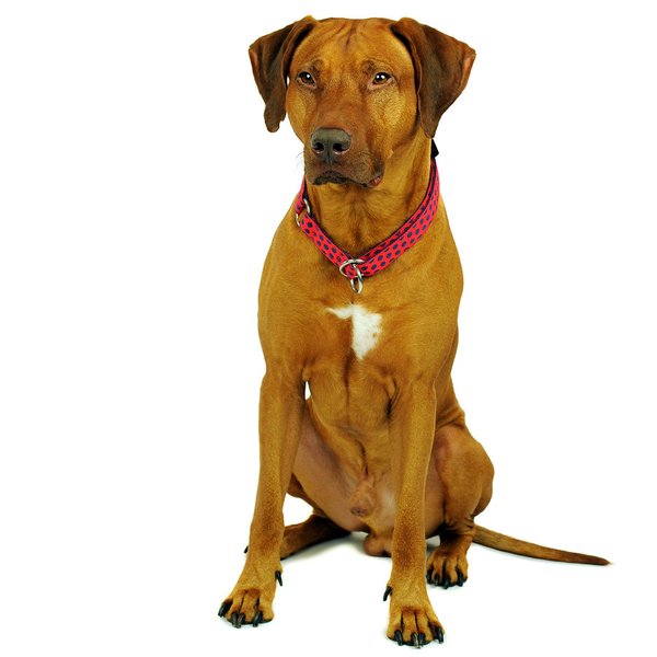 Schlupfhalsband, Luxus Hundehalsband mit Stopp, DOTS RED-DARKBLUE large, Hundehalsbänder große Hunde