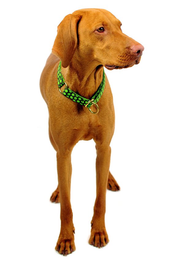 Schlupfhalsband, Hundehalsband mit Stopp, DOTS BROWN-LIMEGREEN large, Hundehalsbänder mit Messing