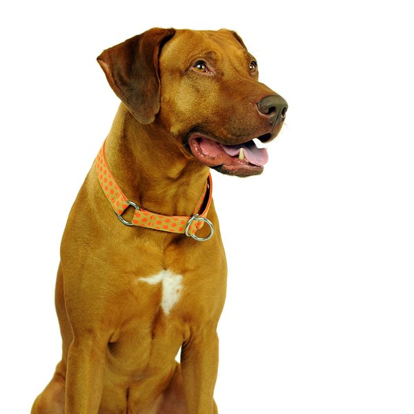 Schlupfhalsband, stylisches Hundehalsband mit Zugstopp, DOTS BEIGE-ORANGE large, gepunktet