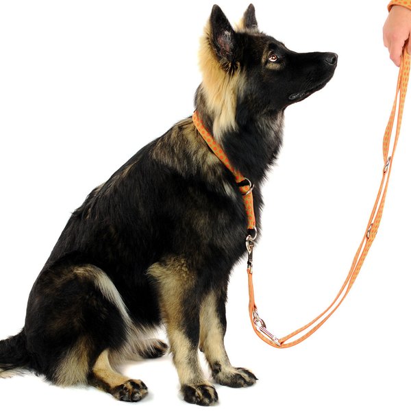 Schlupfhalsband, stylisches Hundehalsband mit Zugstopp, DOTS BEIGE-ORANGE large, gepunktet