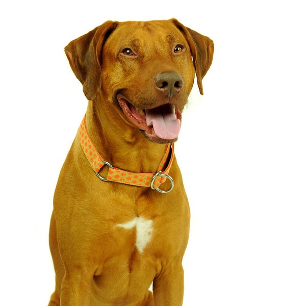 Schlupfhalsband, exklusives Stopp-Hundehalsband, DOTS BEIGE-ORANGE large, Hundehalsbänder Messing