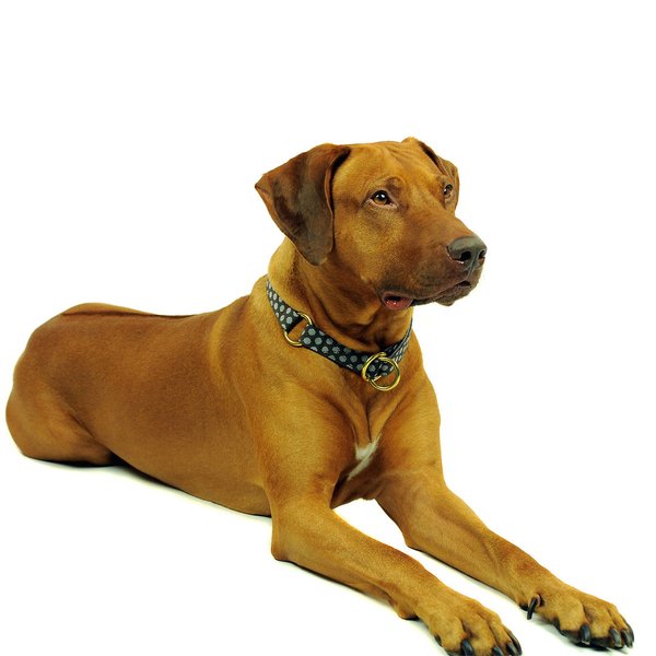 Schlupfhalsband / Hundehalsband mit Stopp, DOTS BROWN-GREY large, Hundehalsbänder