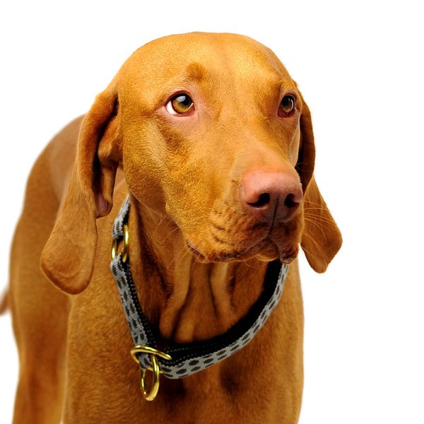 Schlupfhalsband, Luxus Hundehalsband mit Stopp, DOTS GREY-BROWN large, edles Messing, grau & braun