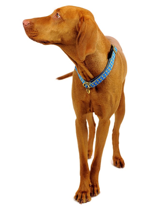 Schlupfhalsband, edles Zugstopp-Hundehalsband, DOTS ROYALBLUE-BEIGE medium, blau mit beigen Punkten