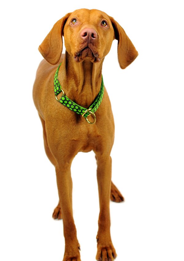 Schlupfhalsband, Hundehalsband Zugstopp, DOTS BROWN-LIMEGREEN medium golden, braun-grün gepunktet