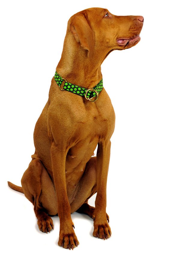 Schlupfhalsband, Hundehalsband Zugstopp, DOTS BROWN-LIMEGREEN medium golden, braun-grün gepunktet