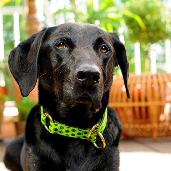 Schlupfhalsband, handgemachtes Zugstopp Hundehalsbänder, DOTS LIMEGREEN-BROWN medium, grün & braun