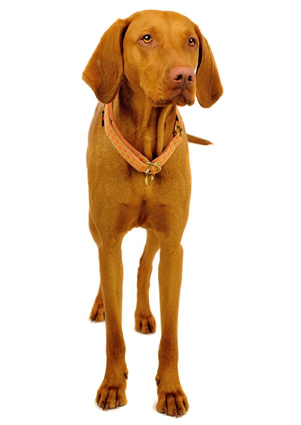 Schlupfhalsband, stylisches Zugstopp-Hundehalsband, DOTS BEIGE-ORANGE medium, Hundehalsbänder Punkte