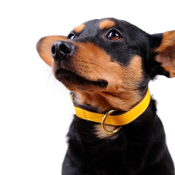 kleiner-hund-halsband-gelb-dackel-sonderanfertigung-mit-messing