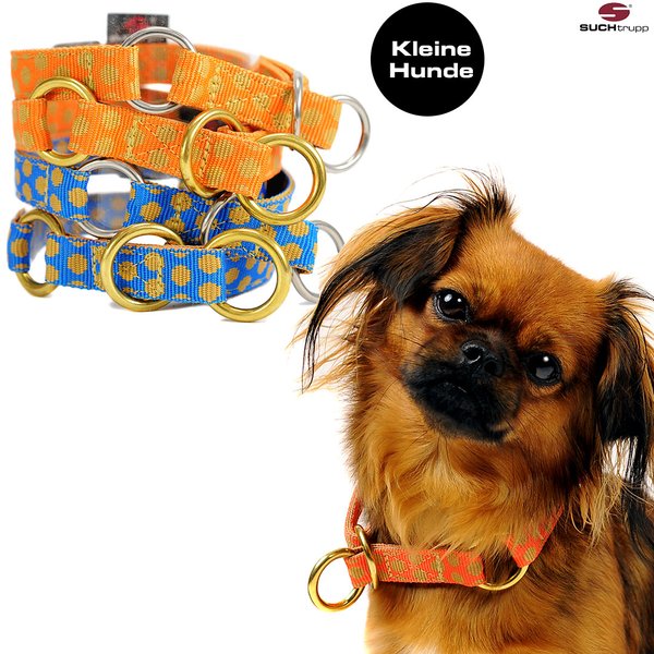 Schlupfhalsband-kleiner-hund-traegt-stopp-halsband-mit-punkten-gepunktet-von-suchtrupp