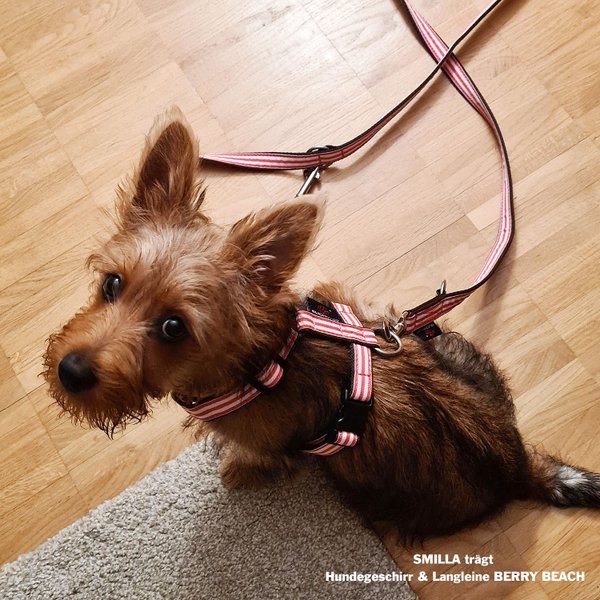 kleiner-terrier-trägt-hundegeschirr-mit-hundeleine-set-pink-weiß-gestreift-suchtrupp
